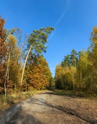 forest path in autumn on sunny day