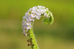 Heliotropium indicum flower, commonly known as Indian heliotrope, is an annual, hirsute plant that is a common weed in waste places and settled areas. It is an ayurvedic medicinal herb.