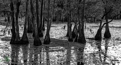 Black and white image of swamp land trees.