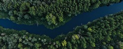 Banner top view of green dense forest with tall trees. The river flows between the trees. Ukraine