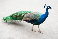 Peacock - exotic bird from latin america