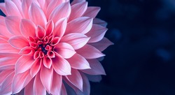 Vibrant pink dahlia in the garden on dark blue background with copy space.