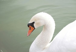neck and head of a beautiful and graceful white swan. swan bird is a symbol of peace, love, kindness, fidelity and hope. beautiful and graceful waterfowl