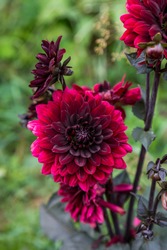 Dahlia Black Touch in garden 