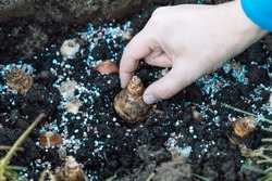 hand sadi in soil-soil flower bulbs. Hand holding a crocus bulb before planting in the ground