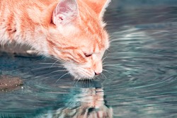 orange cat drinking clear clean water