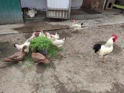 Agricultural birds - rooster, hens and ducks in the farm yard