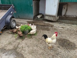 Agricultural birds - rooster, hens and ducks in the farm yard