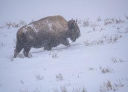 American Bison in Yellowstone in the Winter in snowstorm