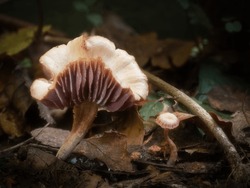 Amethyst Deceiver mushrooms grow in leaf litter on the forest floor.  Paler surface and stem due to dry conditions