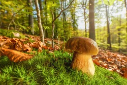 A nice porcini mushroom stands in the bright autumn forest and gets a few rays of the autumn sun