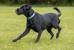 Young black Labrador wearing collar running on the grass with tongue sticking out at the dog park