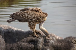 White-backed Vulture picking out flesh out of an eye socket from a rotten hippo carcass in the African bush of Masai Mara National park Kenya