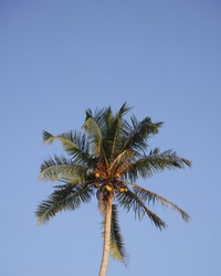 Chasing palm trees in midigama Sri Lanka perfect iPhone wallpaper