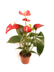 Anthurium flower is a heart-shaped flower. Anthurium red in the flowerpot. Flamingo flowers or Boy flowers Pigtail Anthurium andraeanum (Araceae or Arum). Anthuriums symbolize hospitality.