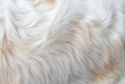 Clean white fur texture using abstract background wallpaper design