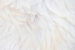 Abstract Beautiful Fluffy White Close-up Dog Hair Background