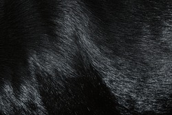 Shining black dog fur texture close-up abstract fur background
