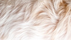 Abstract Beautiful White Brown Dog Fur Texture Contrast Fur Back