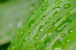 Water droplets on natural green leaf surface close-up abstract b