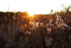 Dry wildflower and wild grass backlit by soft golden hour sunlight in a field.
