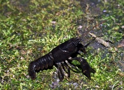 portrait of white-clawed crayfish ( also known as fresh water white-clawed crayfish)