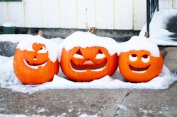 Three snow covered pumpkins the day after Halloween 
