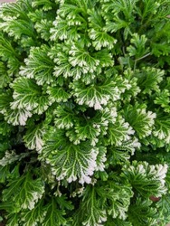 Closeup of vivid green Selaginella Frosty Fern Spikemoss