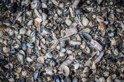 Close up of broken shells on the beach.