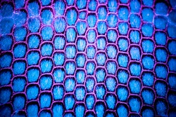 Macro shot of real blue and purple snake skin, background, wallpaper