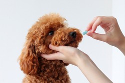 A small dog, a miniature poodle, is handed one blue pill. Animal treatment, veterinarian. give medicine to a dog.