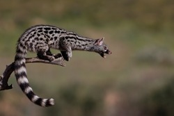 The beautiful common genet (Genetta genetta) jumping.