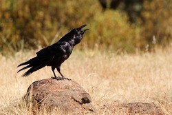 Common raven (Corvus corax) claiming its territory.