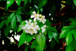White flower of Orange Jessamine, Satin wood, Cosmetic bark tree, Murraya paniculata