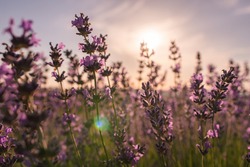Close up Lavender flower blooming scented fields in endless rows on sunset. Selective focus on Bushes of lavender purple aromatic flowers at lavender fields Abstract blur for background.