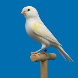 White and yellow canary bird perched in softbox