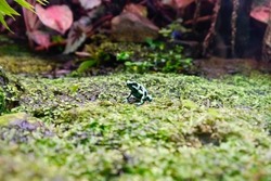 Close-up photo of a poison frog(Dendrobatidae 