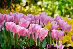 Pink tulips (Tulip Synaeda Amor) bloom under sunshine in the garden. Triumph Tulip Synaeda Amor opens deep pink and fades to a lovely shade of soft pink flushed with a lilac pink. 