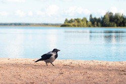 Big bird black crow on a sandy beach near the lake.