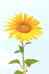 A single sunflower (disk flower, cut flower) against blue sky.