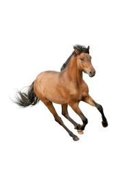 horse isolated over a white