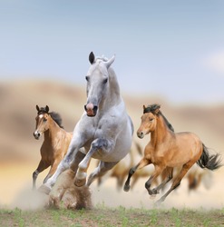 wild horses in desert