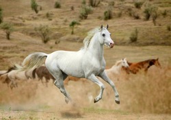 white stallion in dust