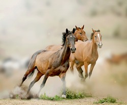 horses in prairies
