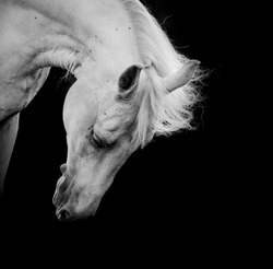 white horse on a black