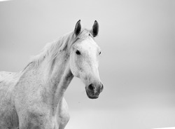 white horse in black and white