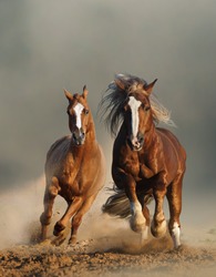 Two wild chestnut horses running together in dust, front view
