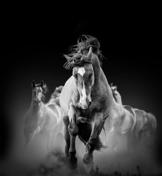wild horses running in the dark in dust