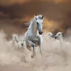 Beautiful andalusian stallion with herd, running in the dusty desert in sunset