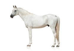 white arabian stallion standing isolated over a white background